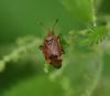 Deraeocoris olivaceus